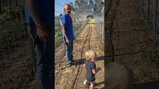 Arches update: planting tomatoes in rock hard soil w/o tilling, chicken poop compost, mini marzanos