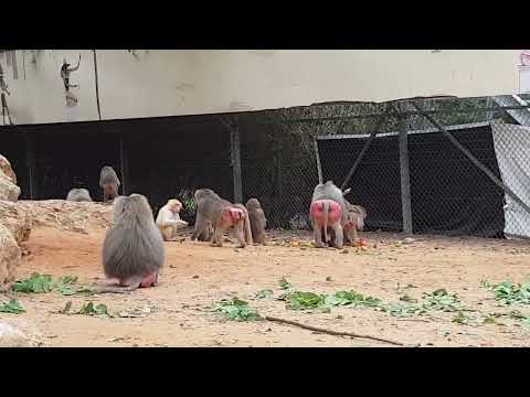 A feeding time of hamadryas baboons