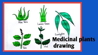 medicinal plants drawing|medical plant drawing|medicinal plants diagram