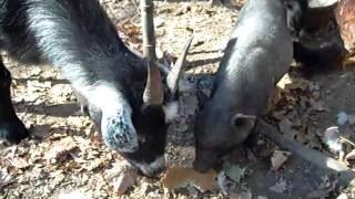 Miss Piggy Video 2.avi