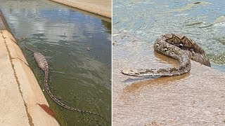 Python Eats Dog, Goes Swimming... Gets Stuck