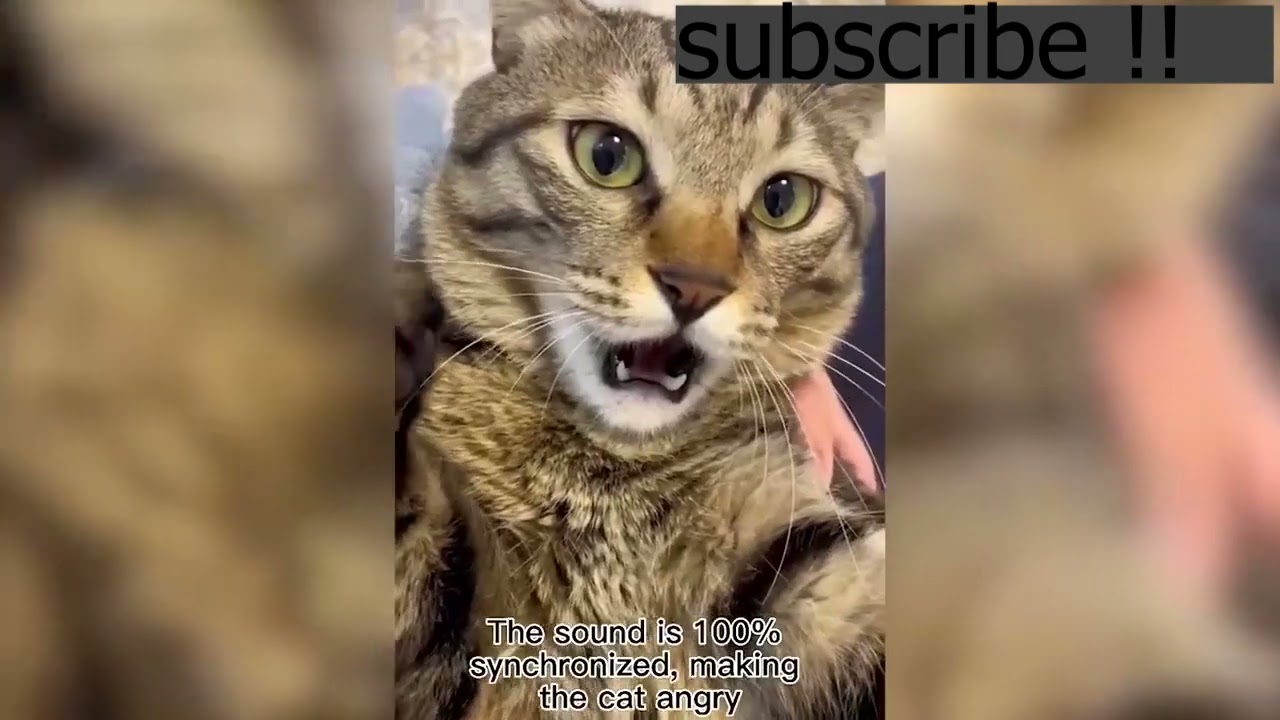 Funny animal videos | Cute animal compilations | Animal fails Funny animal videos | Cute animal compilations | Animal fails
