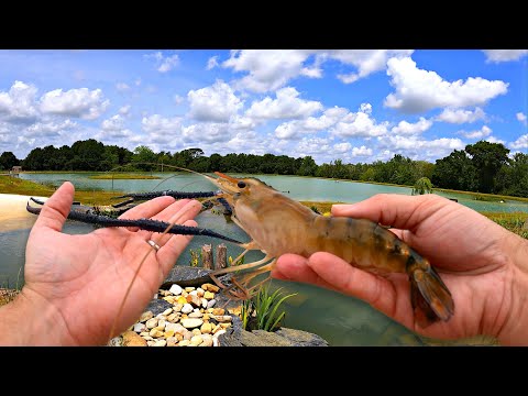 Adding 5,000 Prawns to Our New Pond!