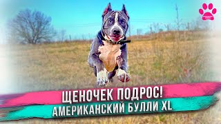 картинка: Кличка Фрида не понравилась Яне! Придумали другую! Что со здоровьем у Кинга?