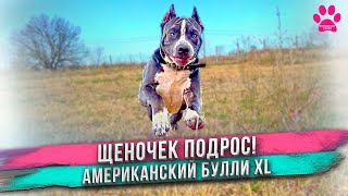 Кличка Фрида не понравилась Яне! Придумали другую! Что со здоровьем у Кинга?