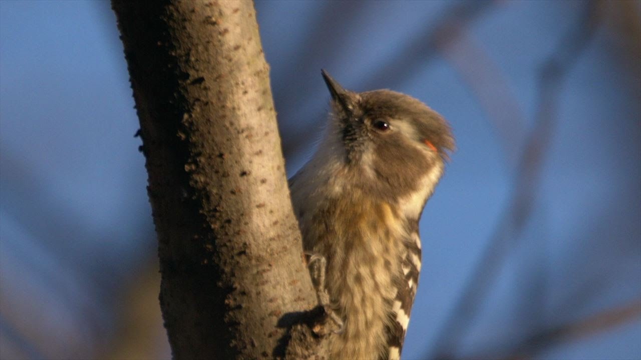 野鳥HD動画 コゲラその4 頭の赤い羽根がよく見えた 1月上旬 - YouTube