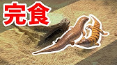 水槽を覗いたらヤマトヌマエビが共食いしてました 捕食 Youtube 水槽を覗いたらヤマトヌマエビが共食いしてました 捕食 Youtube