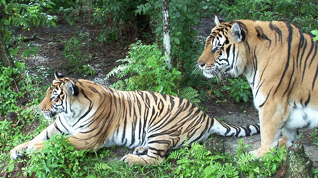 Big Cats Need a Vacation! 