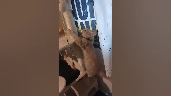 Video 10328541: cat mainecoon kitten gatos, mainecoon cat kitten cute, cute mainecoon cat adorable, maine coon