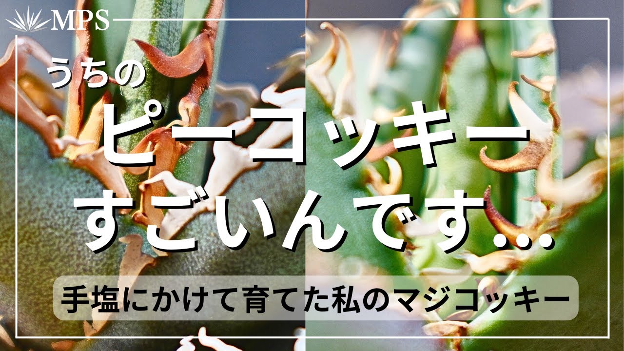 【YouTube企画受賞株】アガベ　ピーコッキー YouTube企画受賞株】アガベ ピーコッキー アガベ】