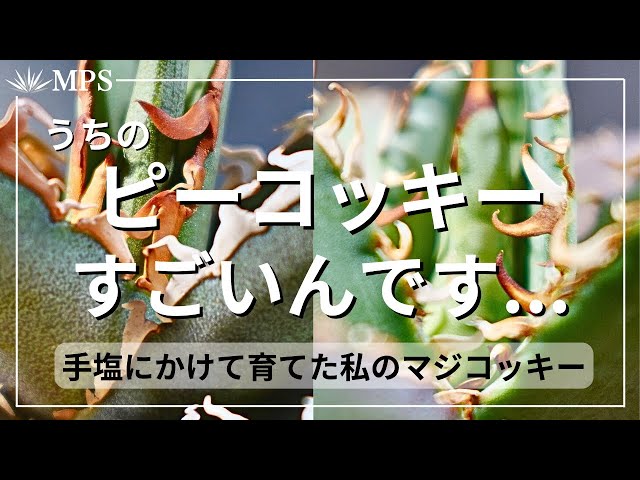 Agave] Our family's favorite Peacocky! This is my Magiccocky