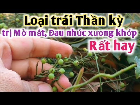 Video Bài thuốc trị Mờ mắt, yếu mềm liệt cần, đau nhức xương... - youtube