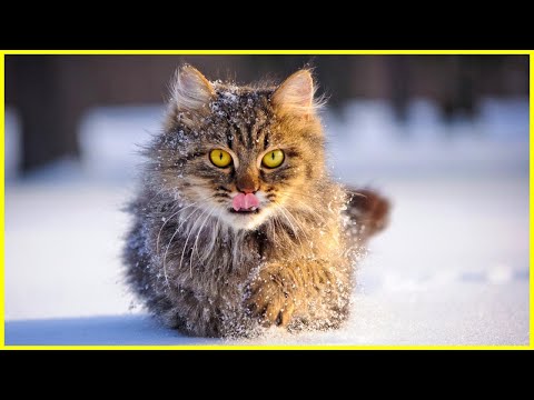 Video: Gefahren Bei Kaltem Wetter Für Outdoor-Katzen