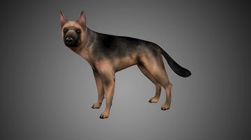 German shepherd 3d model team3dyard.com |Animal, Bird & Insect 3D Models Store |VFX |Link In Comment