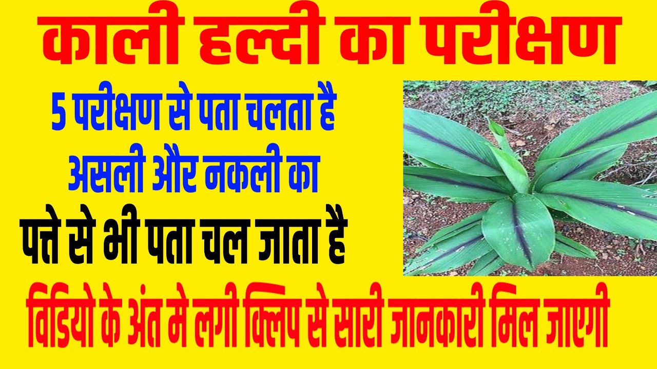 काली हल्दी का परीक्षण।।black turmeric live test magic YouTube