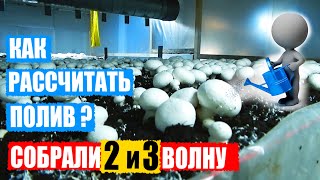 Как рассчитать полив на 2 волну. Собрали 2 и 3 волну. Шампиньоны