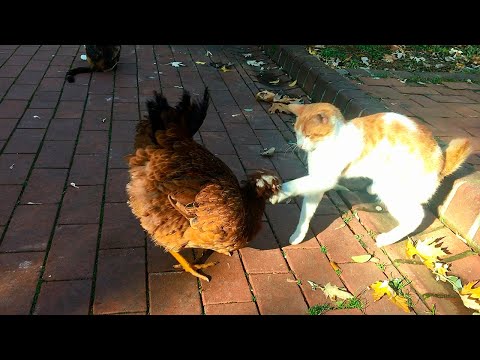 Cat Slaps Annoying Chicken!