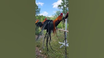 Brown Red Bantam Phoenix Qaib Dib Tw Ntev #reels #shorts #qaib #chicken #gamefowl #ayam #gallos