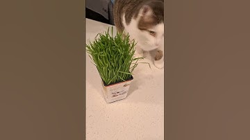 pretty cat and #catnip plant