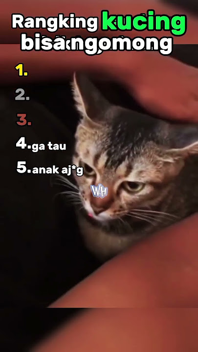 kucing bisa ngomong😹