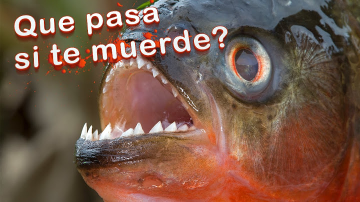 ¿Qué pasa si te muerde una piraña? #GatiCuriosos