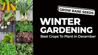 Best Crops To Plant In December