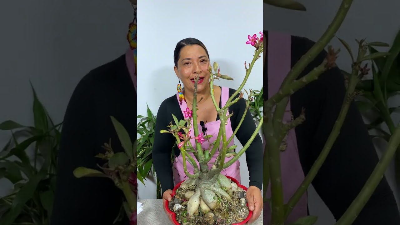 Con este truco tu ROSA del DESIERTO no se MORIRA