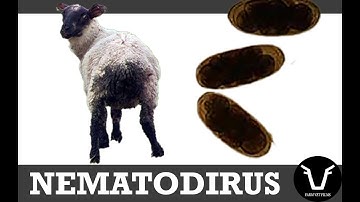 NEMATODIRUS IN LAMBS | TECHNICAL #43