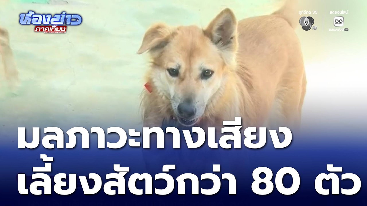 ชาวบ้านเดือดร้อน เพื่อนบ้านเลี้ยงสัตว์ กว่า 80 ตัว จ.นครปฐม | ห้องข่าวภาคเที่ยง