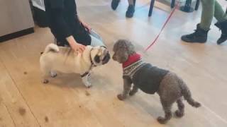 Fants Favoritt, Hundekafé