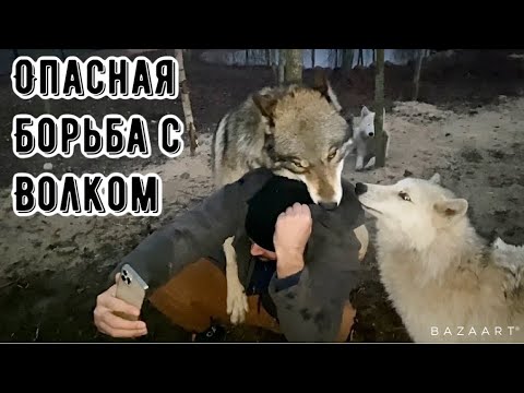 Video: Chó Sói Kamchatka