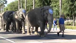 Elephants make annual walk through Anaheim streets - 2012-08-23
