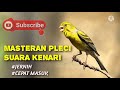 MASTERAN PLECI SUARA KENARI, JERNIH DI JAMIN CEPAT MASUK