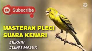 MASTERAN PLECI SUARA KENARI, JERNIH DI JAMIN CEPAT MASUK