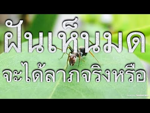 EP 128: ฝันเห็นมด ทำนายว่าอย่างไร เลขเด่นเป็นมงคลคืออะไร?!?