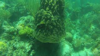 Gray Angelfish Family and Mountainous Star Coral 08/14/2022