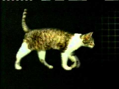 Video: Kaip patikrinti katės kraujospūdį
