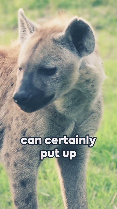 Would you survive hyenas attack? - YouTube