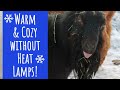 How To Keep Animals Warm WITHOUT Heat Lamps