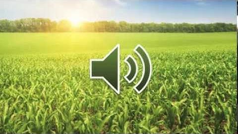 Fertilizing High-Yield Corn Populations