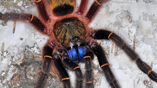 ⚜️Top 20 - Most Beautiful Tarantulas (Colorful) by Whitey Exotics 580 views 1 year ago 10 minutes, 18 seconds