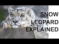 Snow Leopard - Explained