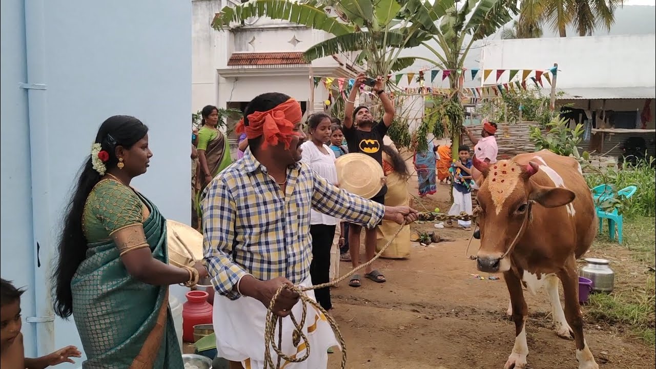 மாட்டுப்பொங்கல் | தமிழர்களின் பாரம்பரிய திருவிழா | entertainment 