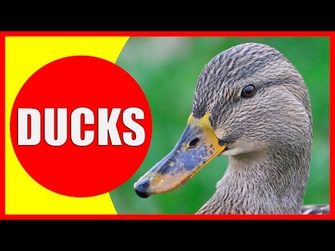 DUCK Facts for Children - Information About Ducks for Kids - Learn About Ducklings | Kiddopedia