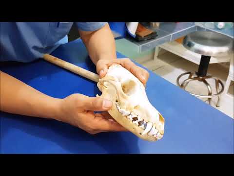 Video: Trastornos De La Articulación Temporomandibular En Perros