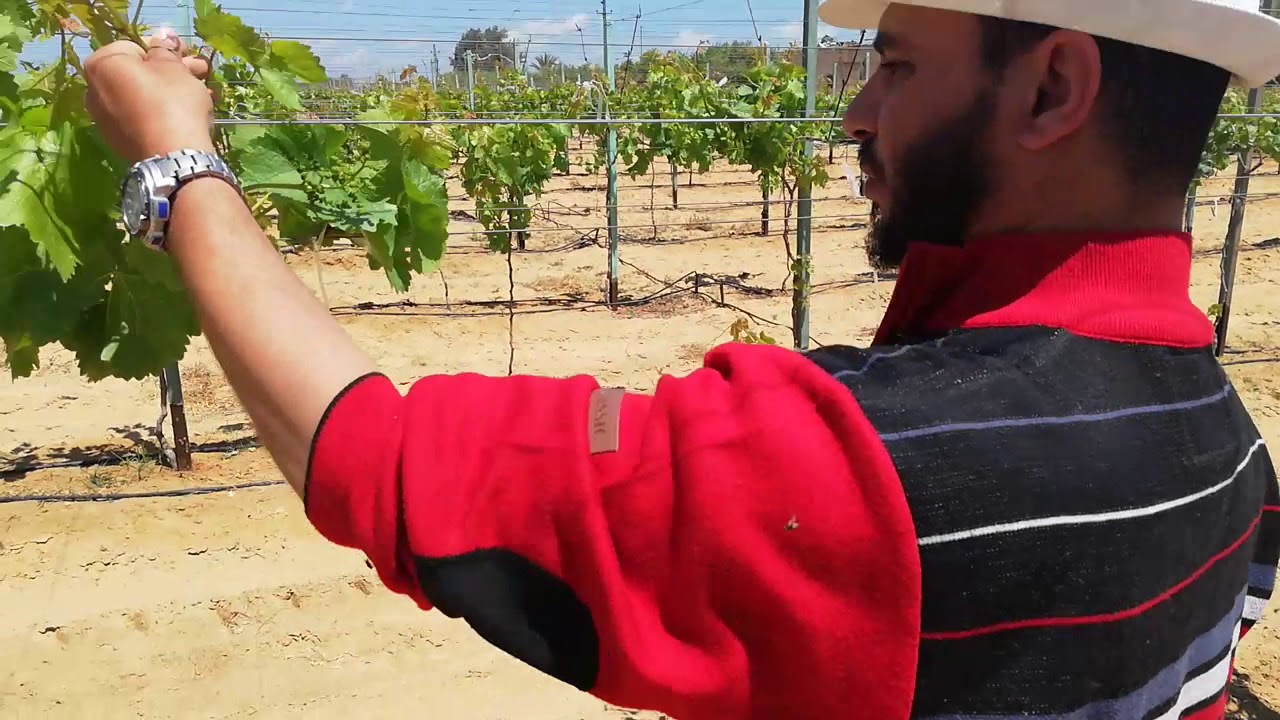 العام الثاني فى تربية عنب صنف الكريمسون بطريقة التيندول   Cremesian variety