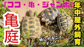 リクガメ屋外飼育「亀庭」