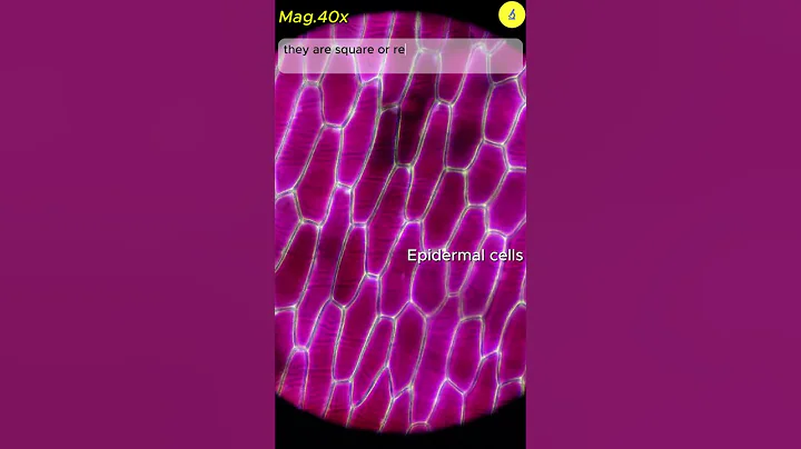 Beautiful Onion Cell Under 1000x Magnification | TULO - Microscope #shorts #microscope #cell