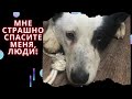 Пока готовился ролик, собаку забрал отлов