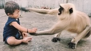 King Kong Monkey And Little Girl Radha Videos In Hindi King Kong Sejar Kittens